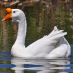 White Geese Breeds
