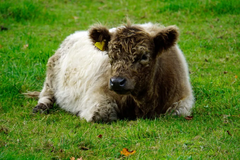 White Galloway cow lying in the meadow