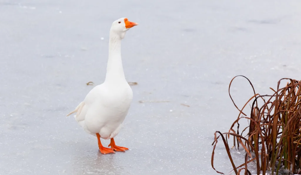 goose in a frozen pond