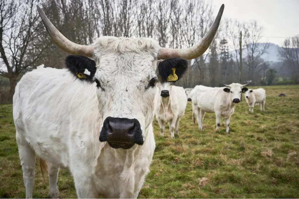 White Park Cattle close up in field