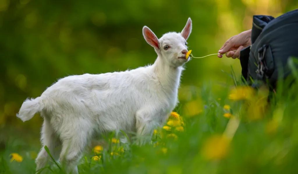 cute white goat smelling sunflower on grass