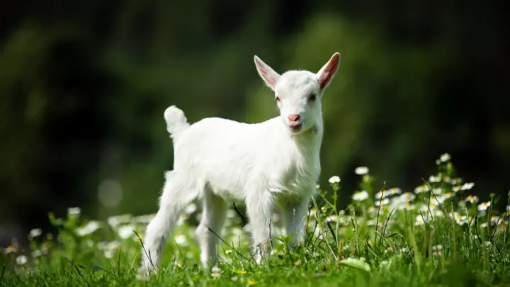 White-baby-goat-standing-on-green-grass-with-yellow-flowers-