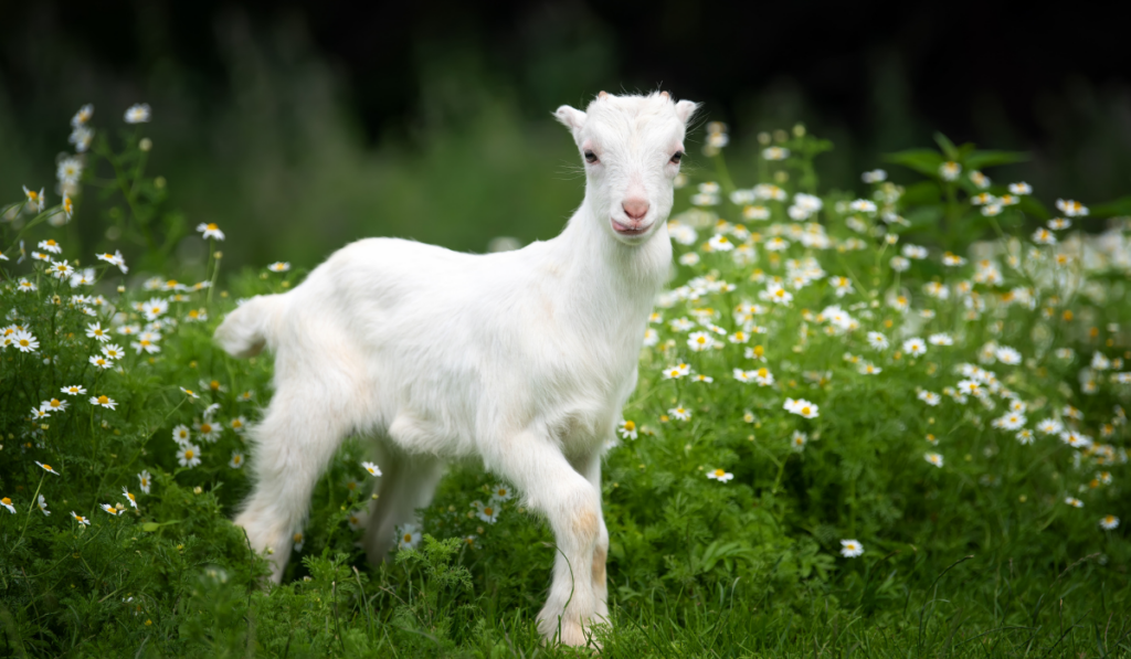 White baby goat standing on green grass with yellow flowers

