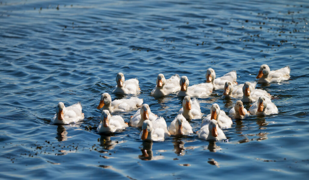 White domestic ducks swimming on the lake