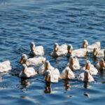 How Many Ducks Can You Have Per Acre? Space Requirements