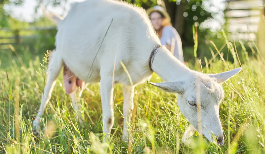 White domestic farm goat on the lawn and blurry image of a lady at the back 