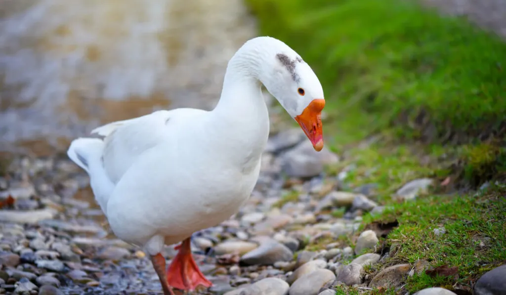White domestic goose near the stream 