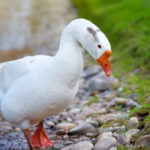 9 Signs Your Goose May Be Sick (and How to Help)