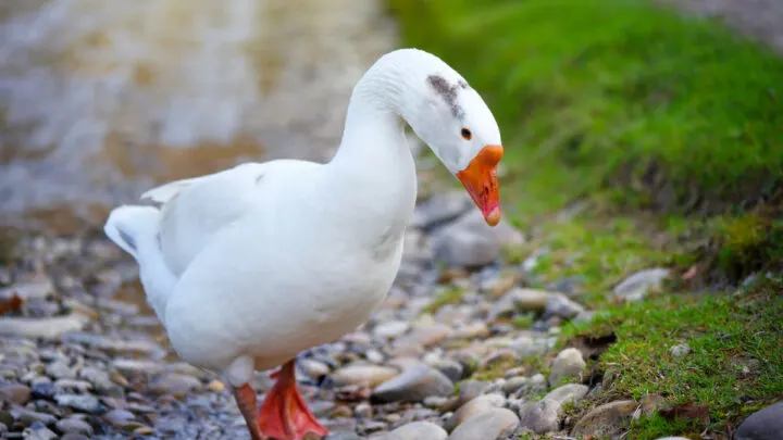 White-domestic-goose-near-the-stream