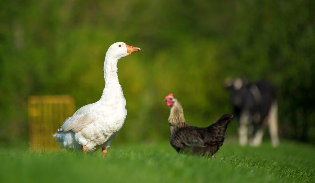 White duck, chicken and cow on meadow