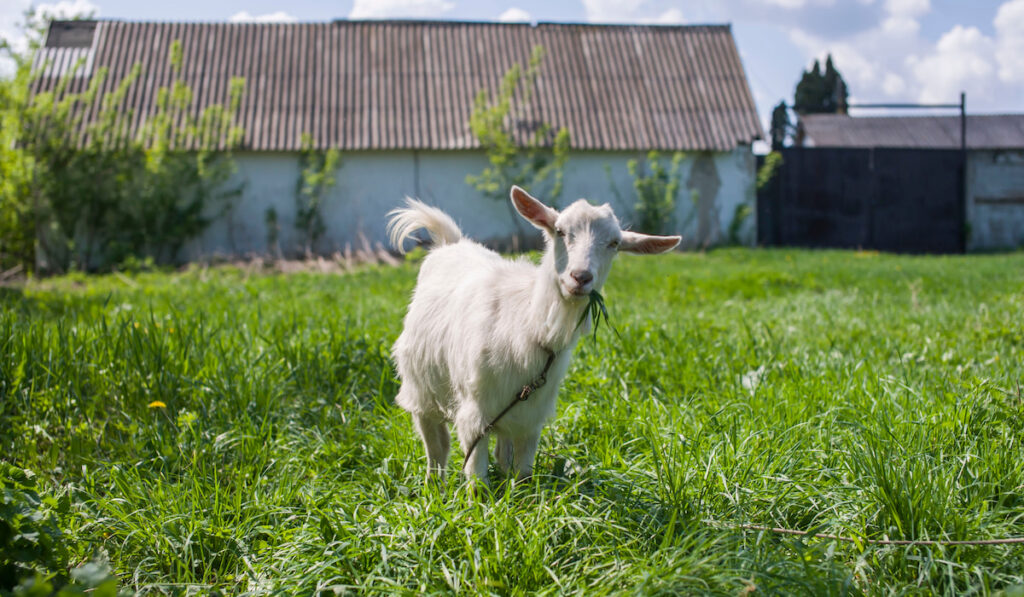 White goat eats grass in the summer on a green meadow 