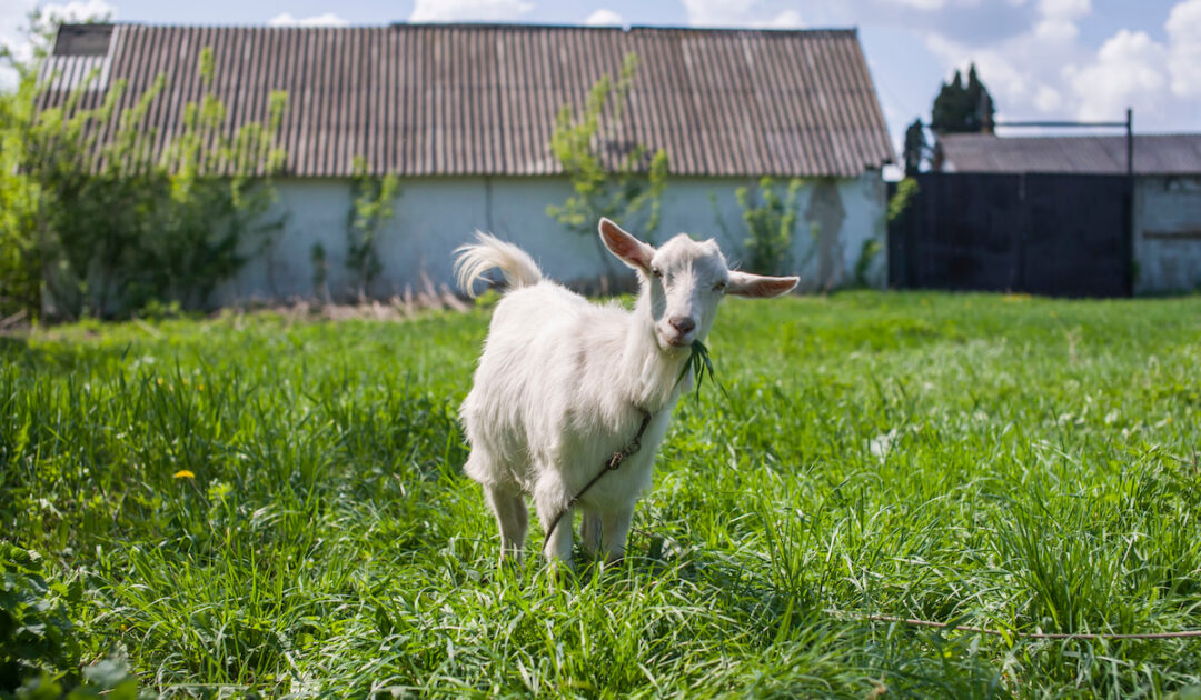 11 Treats Goats Love Farmhouse Guide