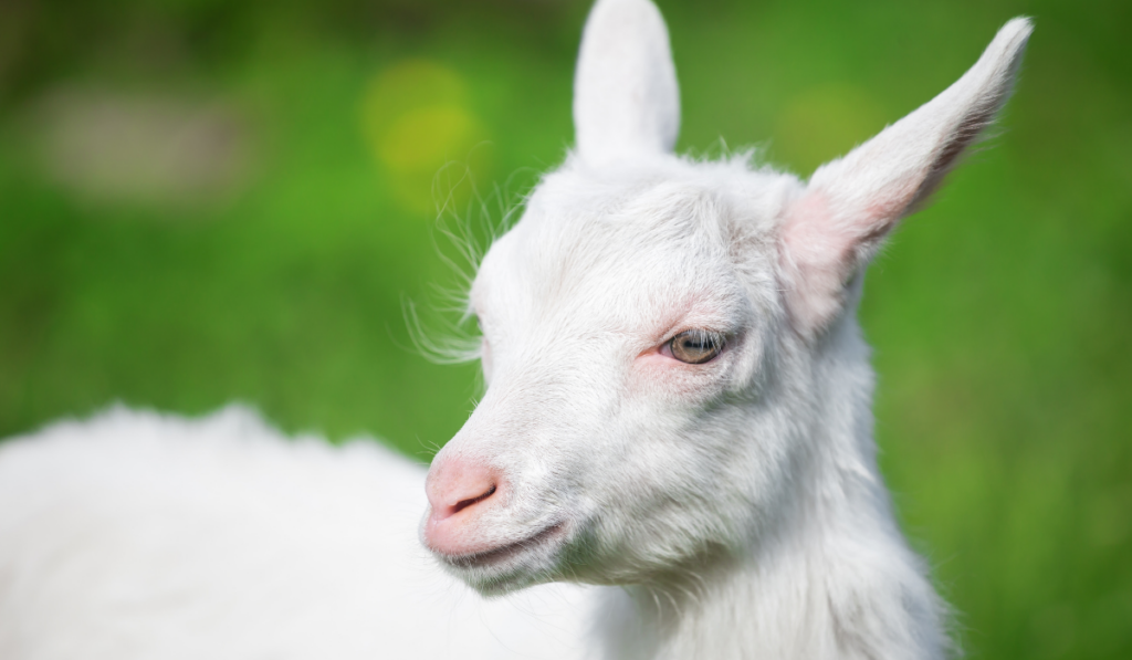 white young goat on green grass background