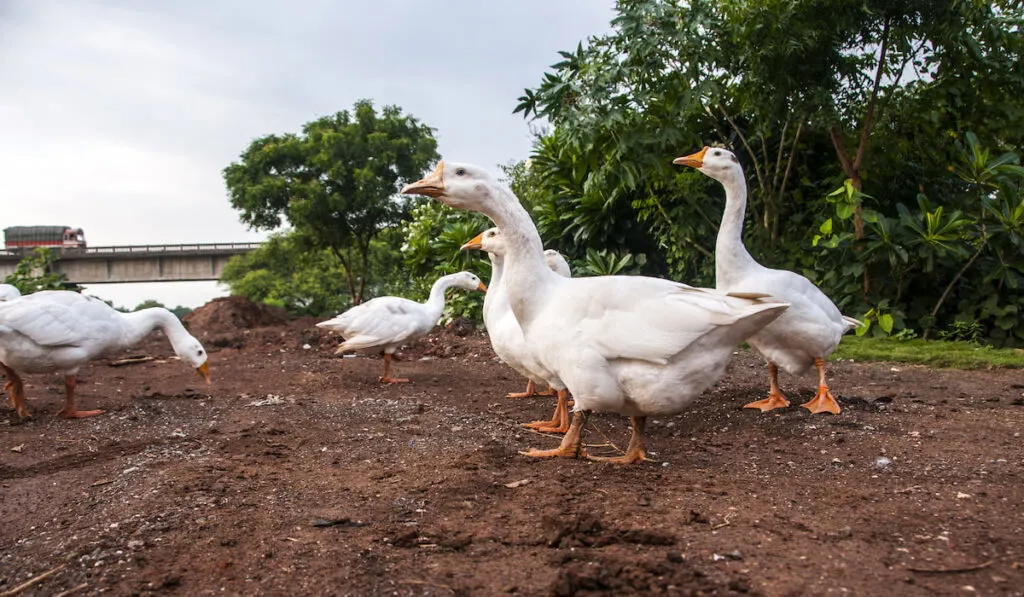 White swan, Goose  family walking 