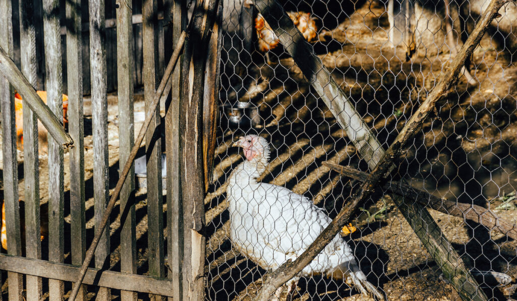 White turkey in coop on farm
