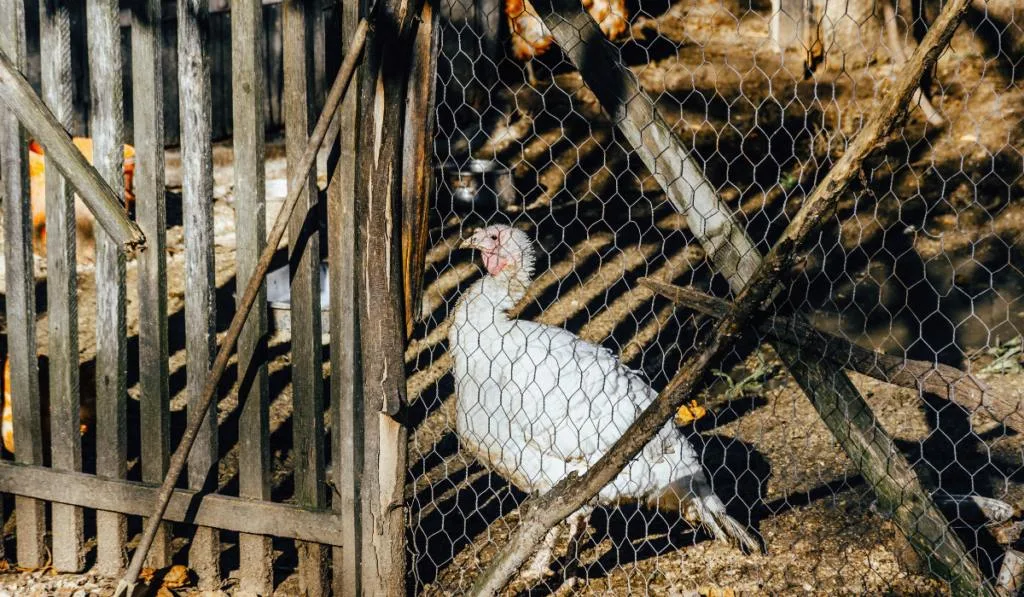 White turkey in coop on farm