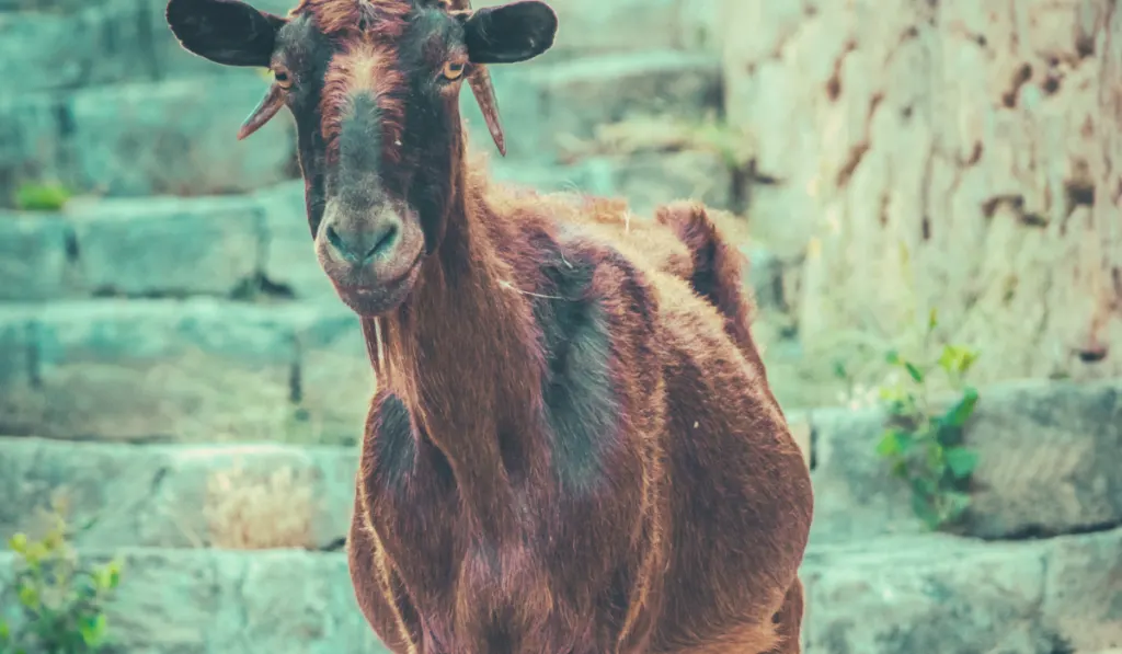 a brown pregnant goat near the stairs