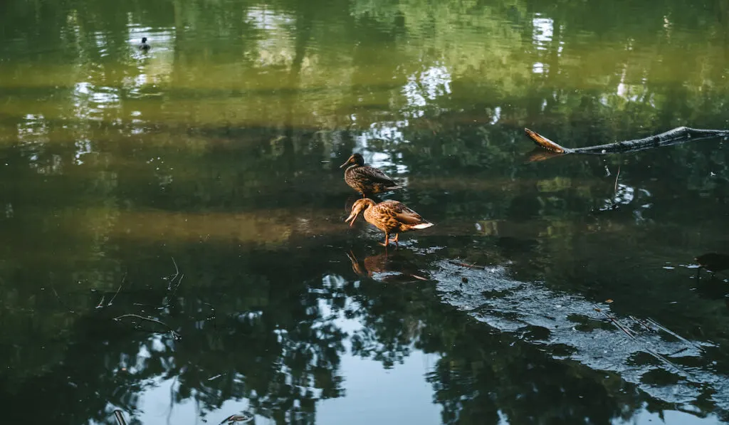 Wild ducks in a pond with green water 