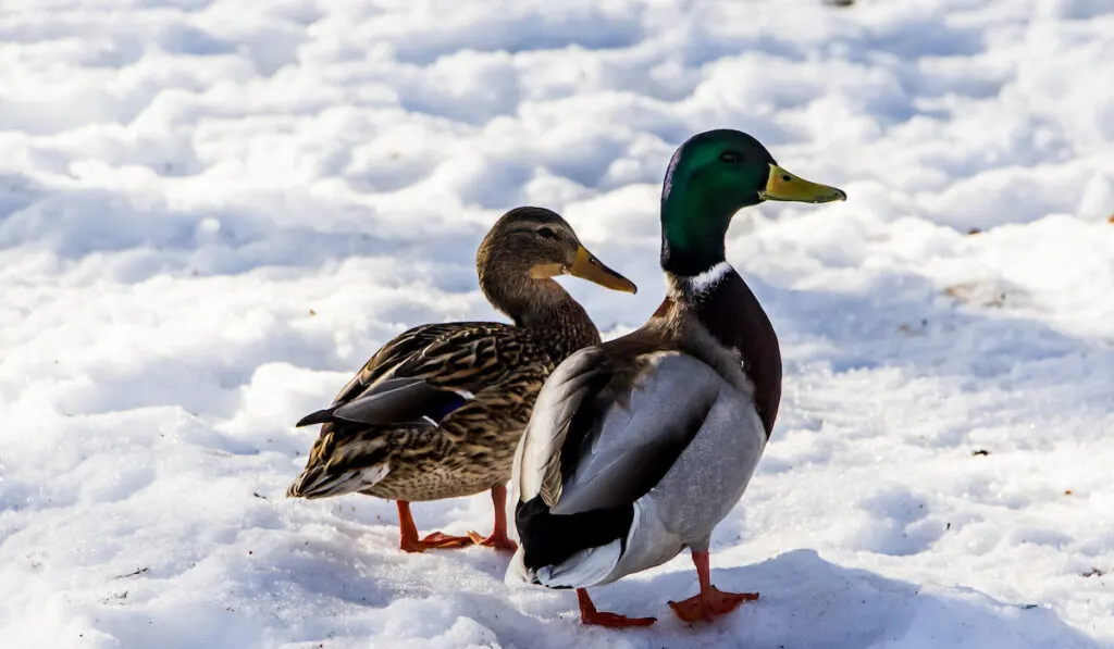 Wild ducks in winter on a snow background 