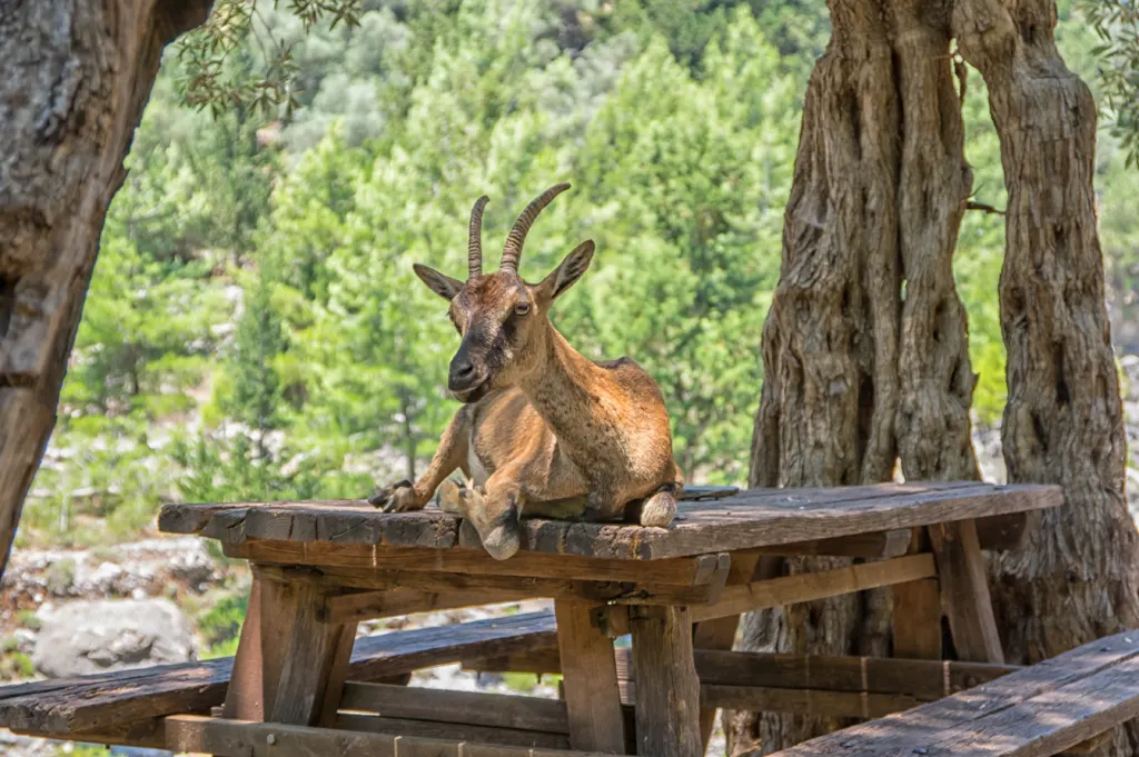 Wild goat called Kri-Kri sitting on a table