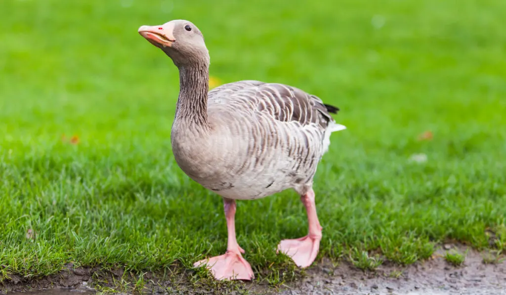 Wild goose on meadow