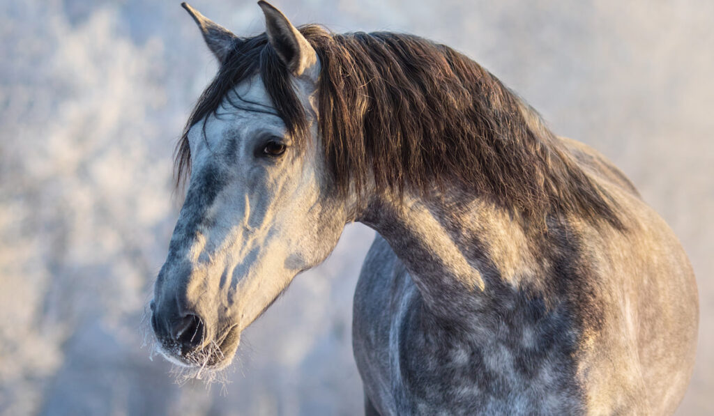 Winter portrait of Andalusian gray horse with long mane at sunset light 