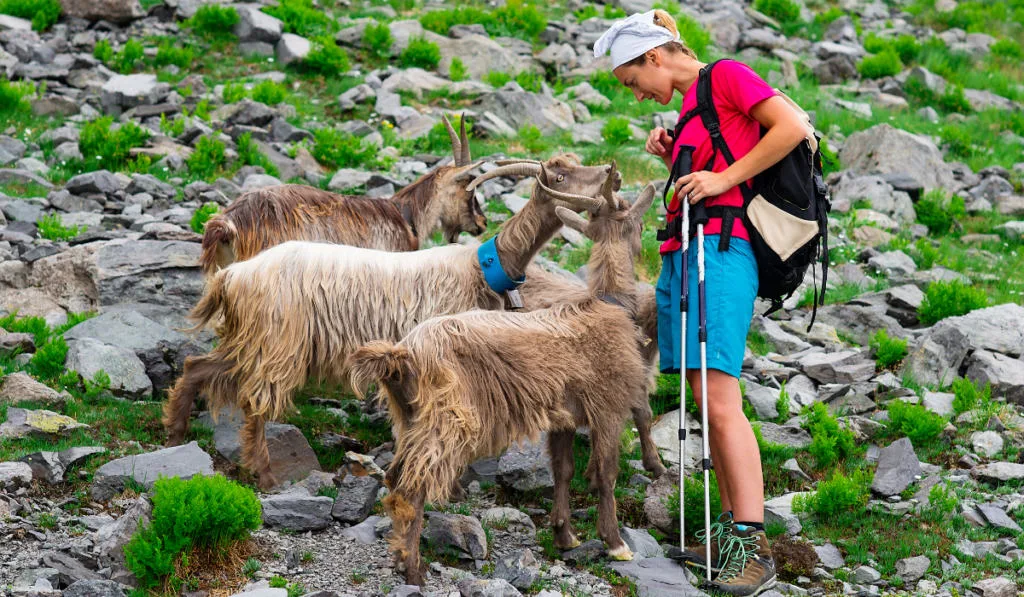mountain hiking with goats