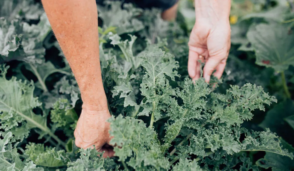 Woman picking kale in garden