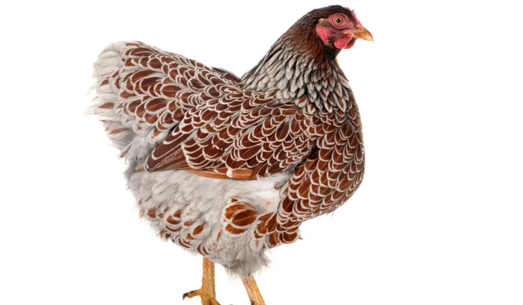 Wyandotte chicken in front of white background

