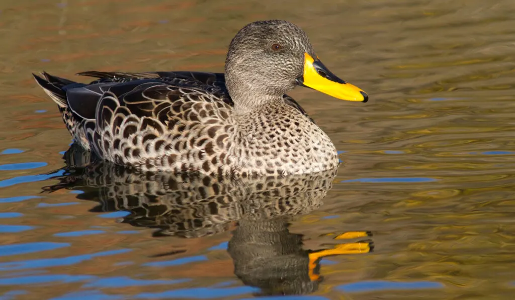 Yellow-Billed Duck swimming in a pond