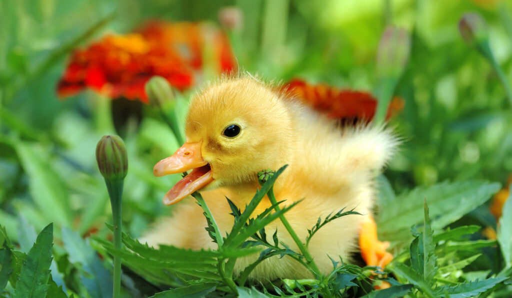 Yellow duckling on grass
