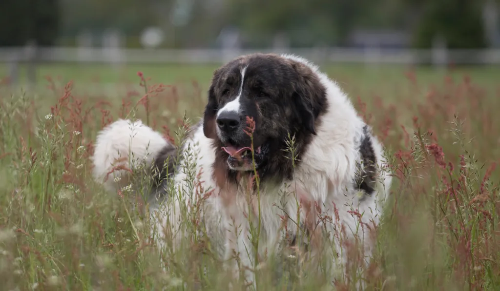 Young Pyrenean Mastiff in the meadow.
