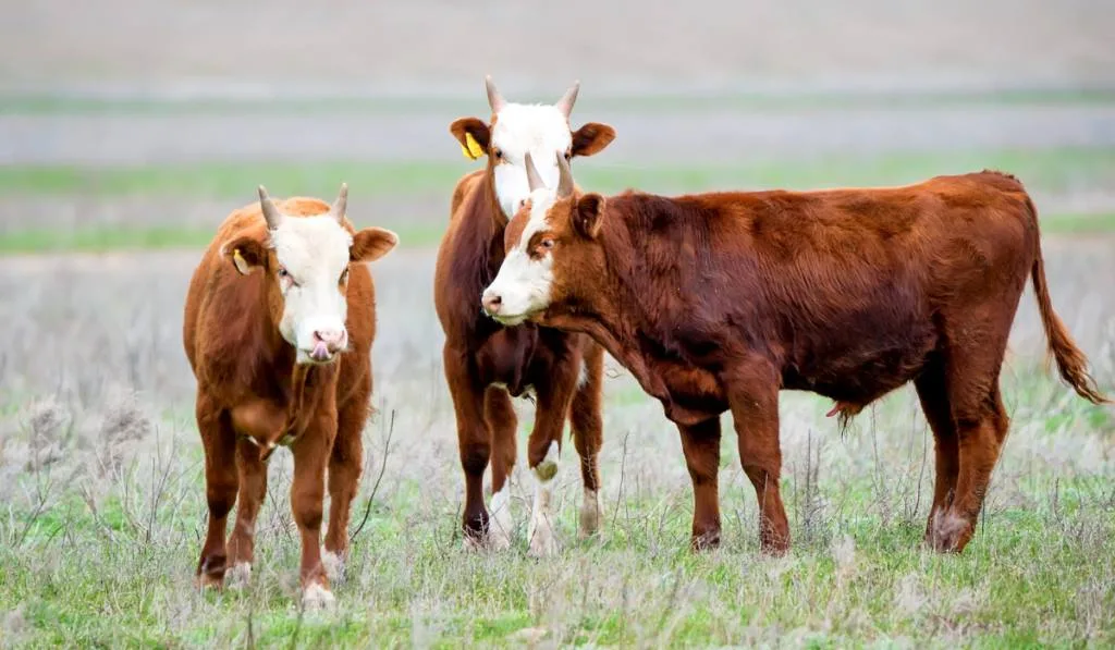 three brown and white cows grazing in the field