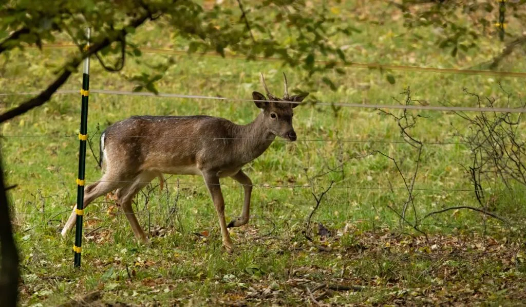 Young fallow deer buck trapped by electric fence on pasture
