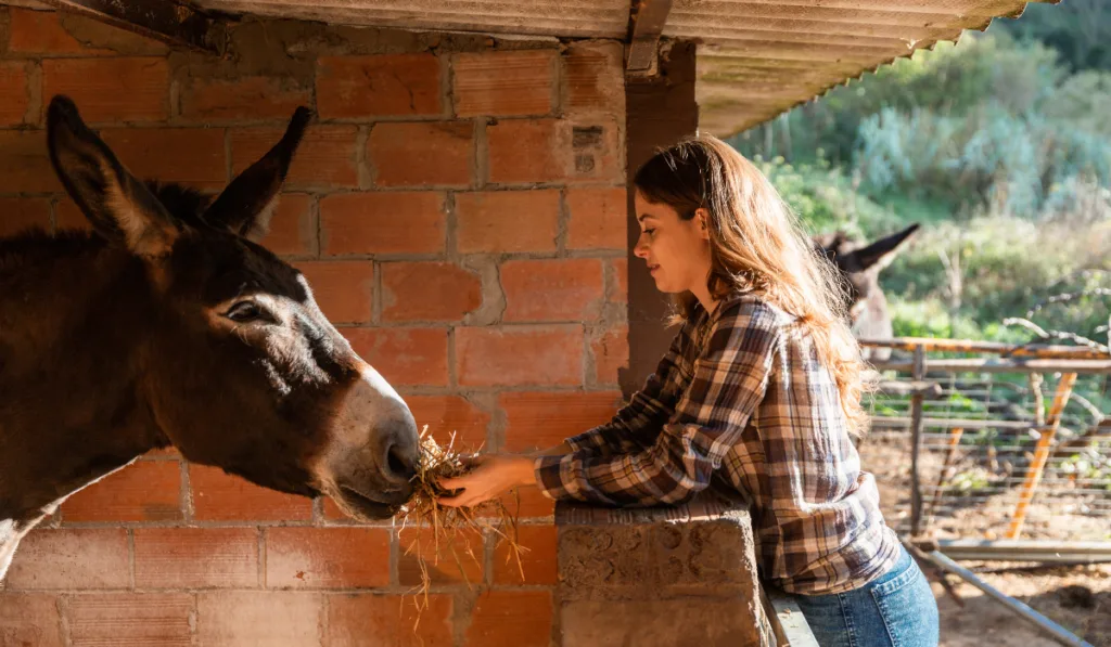 Young girl feeding a donkey in a barn