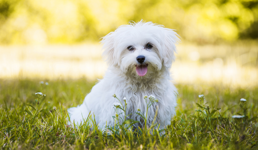 Young maltese dog in a meadow
