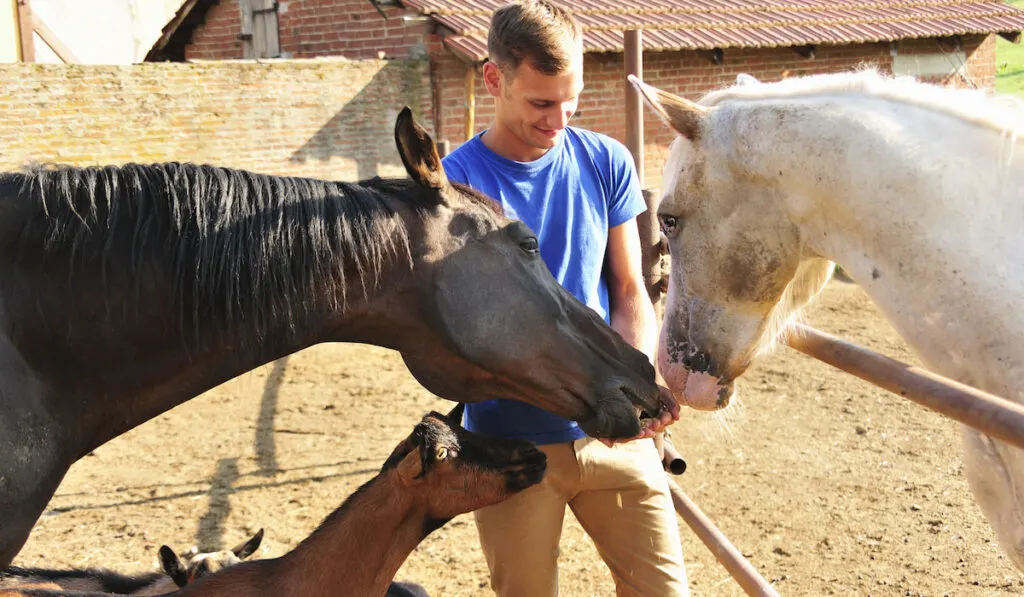 Young man feeding small group of horses and goats in paddock