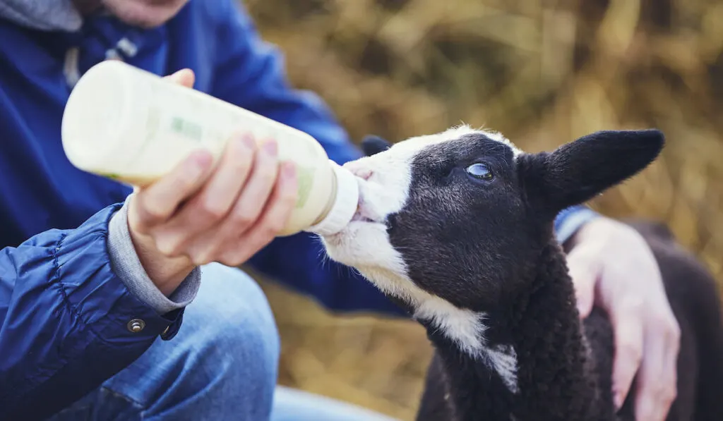Young man holding bottle with milk and feeding little lamb
