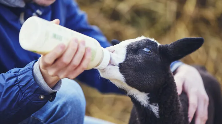 Young-man-holding-bottle-with-milk-and-feeding-little-lamb