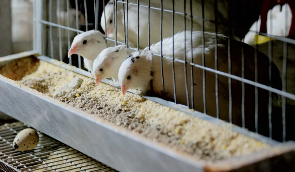 Young quails eating in a cage on a farm