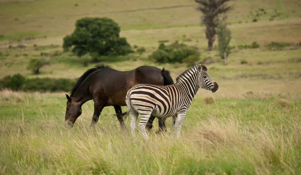 Zebra and Horse in green fields
