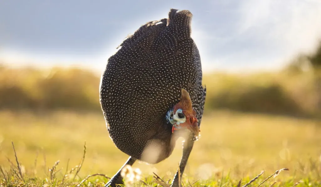 a beautiful helmeted guinea fowl foraging for food