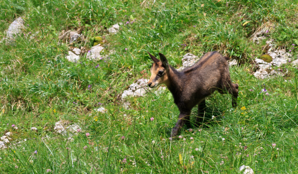 a beautiful baby goat chamois (Rupicapra Carpatica) on mountain