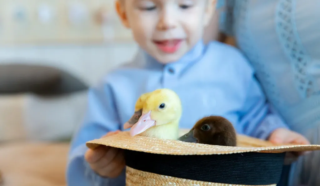 a child and little ducklings inside the hat