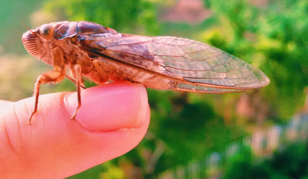 a cicada on human finger 