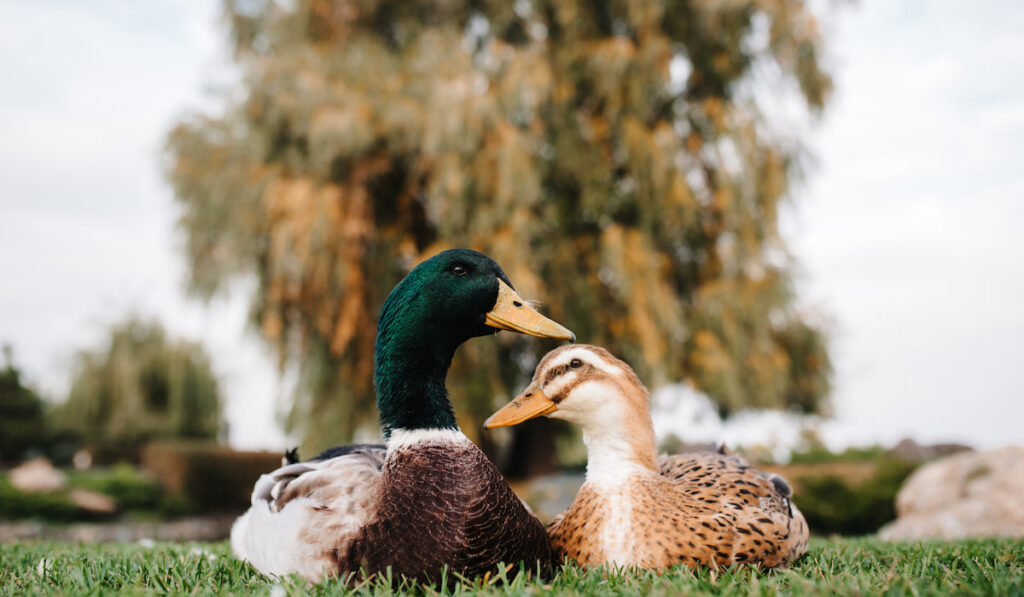 a duck and a Drake sit on the green grass 