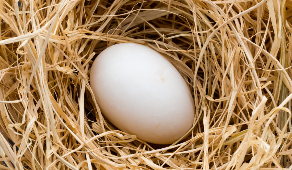 a duck egg inside the nest