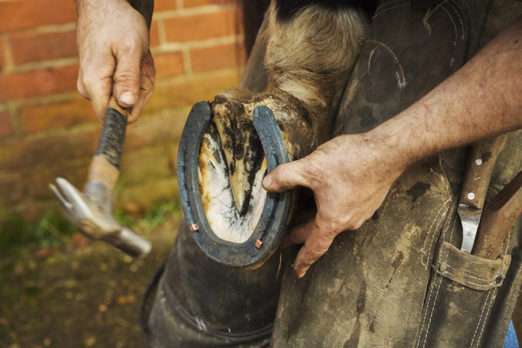 a farrier with a hammer fitting a new horseshoe