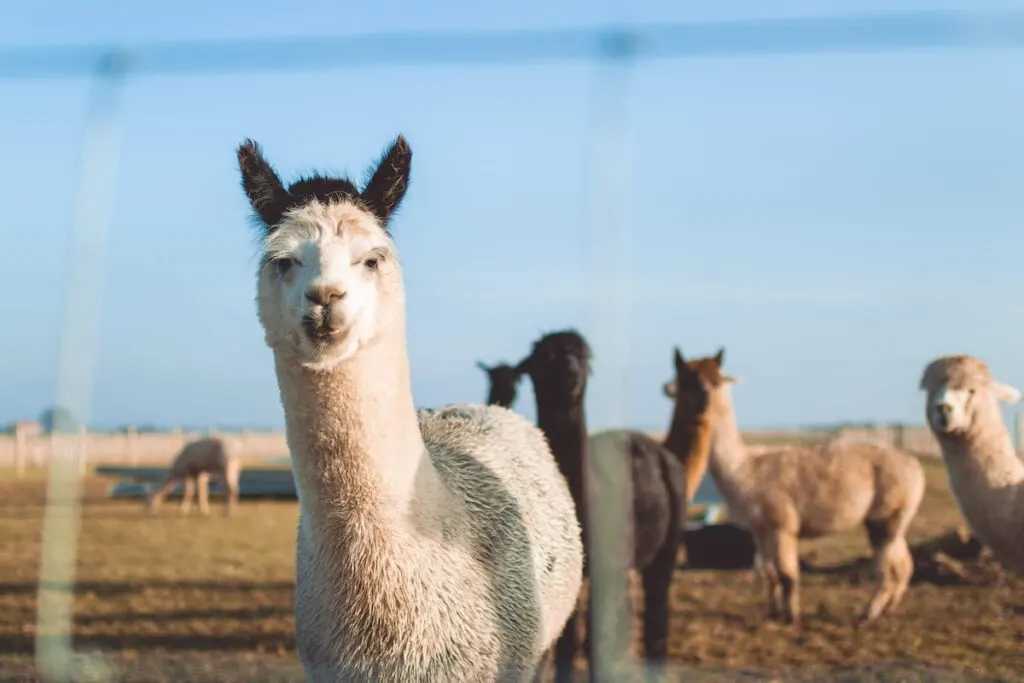 a field of llamas against a blue sky