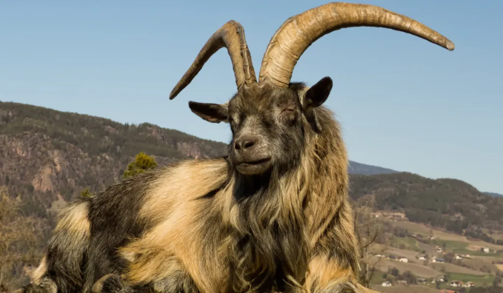 a goat  sitting and relax